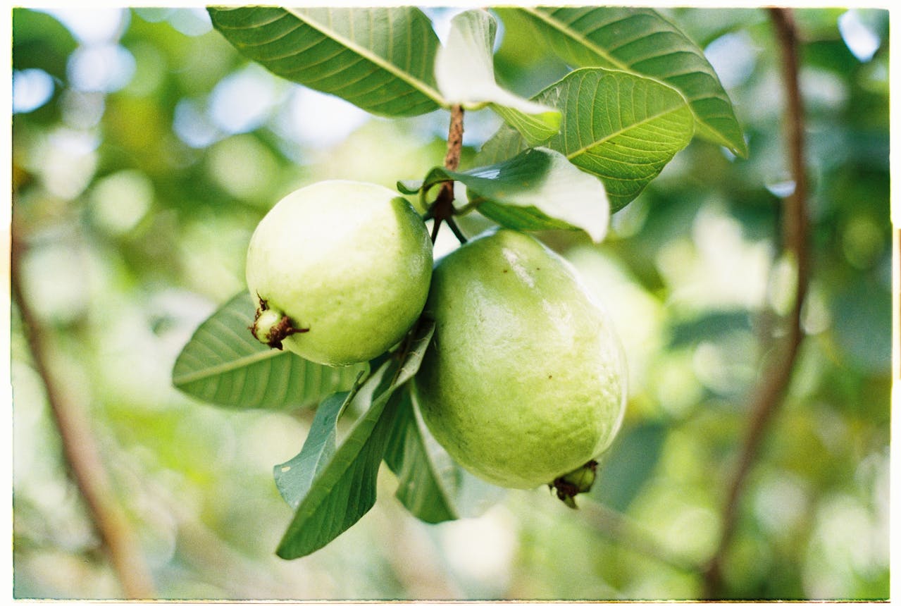 Health Benefits Of Eating Guava Leaves