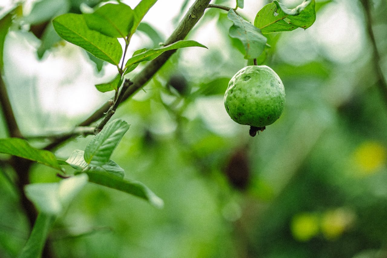 Health Benefits Of Eating Guava Leaves