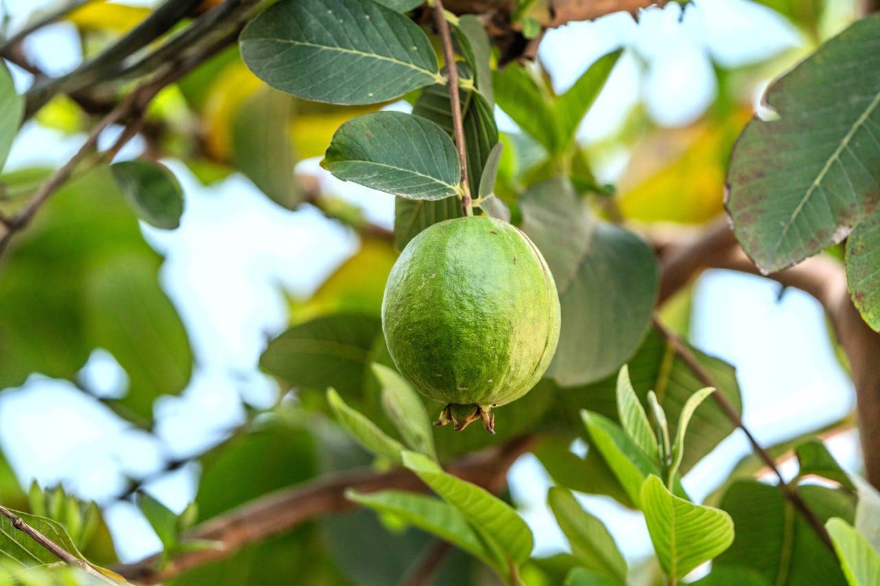 Health Benefits Of Eating Guava Leaves