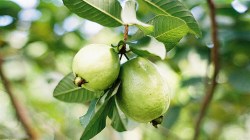आठवड्यातून तीनदा पेरूची पाने खाण्याचे हे फायदे तुम्हाला माहिती आहेत का?