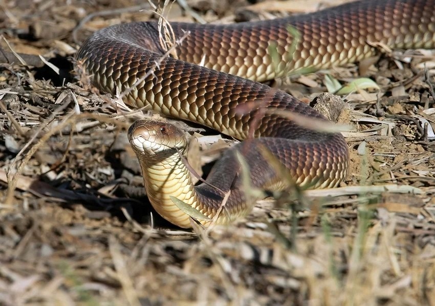 why do snakes fight with mongooses science explained