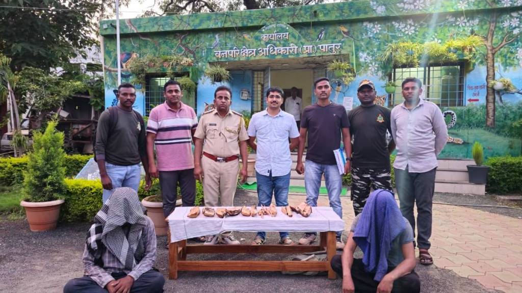Illegal smuggling of sandalwood in the forest of Patur in the district