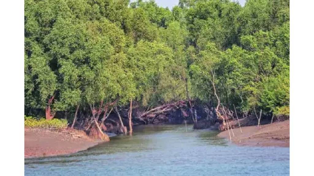 कांदळवन क्षेत्राला पर्यटन केंद्र करणार - वनमंत्री गणेश नाईक (संग्रहीत छायाचित्र)