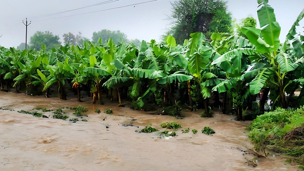 Jalgaon Floods Damage Crops