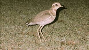 India s rare Jordan Corsair bird