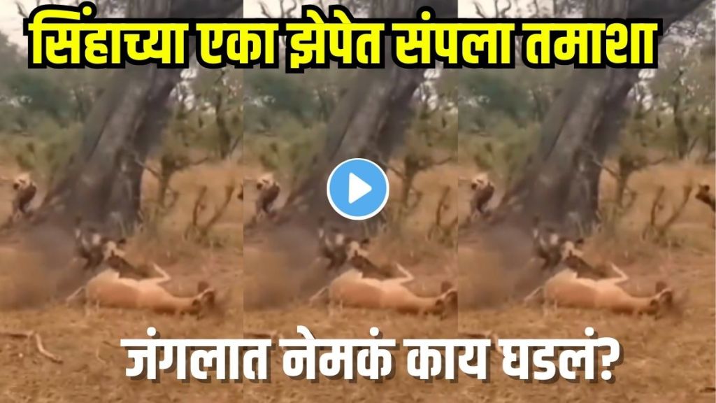 Lion attacks hyena video