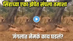 जंगलात चित्ता, जंगली कुत्रे, हायना हरणावर तुटले; पण सिंहाच्या एन्ट्रीने पालटला सगळा गेम; सिंहाचा डाव झाला भारी, VIDEO व्हायरल