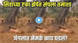 Lion attacks hyena video