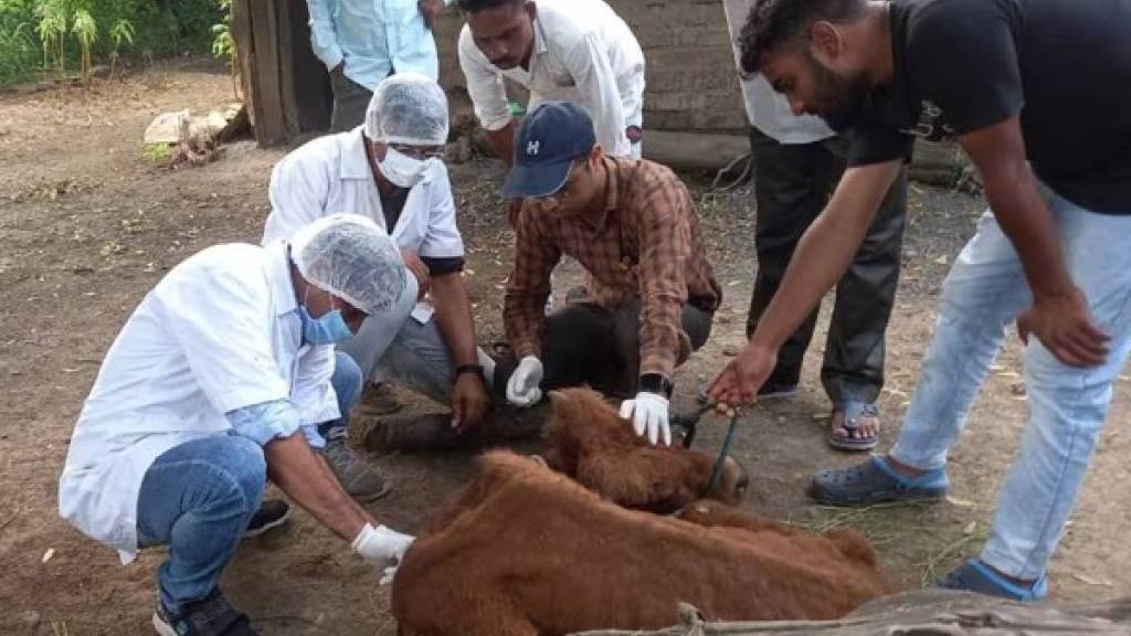 Kalyan Barave area cow dies forced to eat chapati and given injection