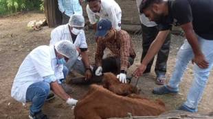 Kalyan Barave area cow dies forced to eat chapati and given injection