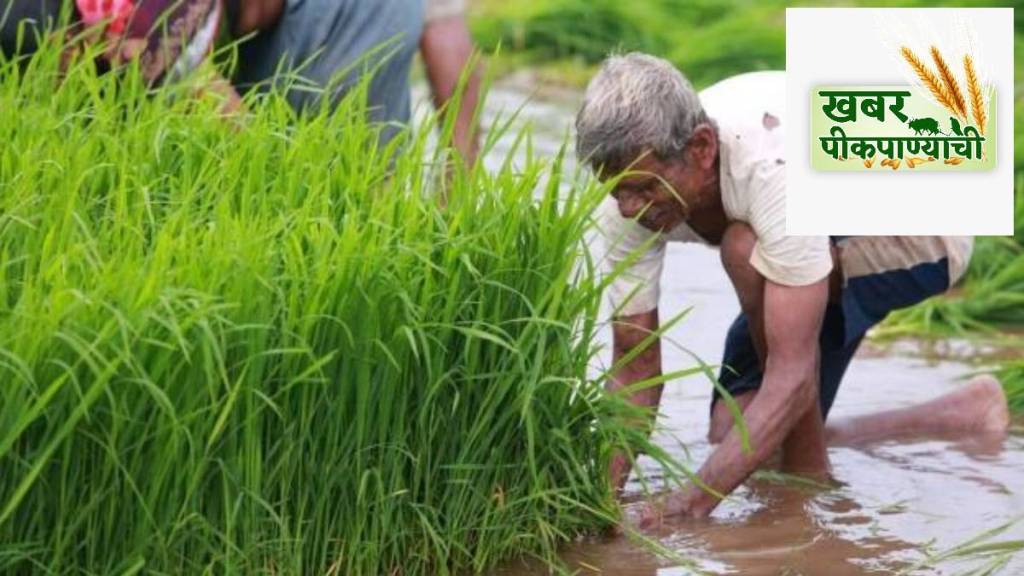 Kharif season crop diversification is over
