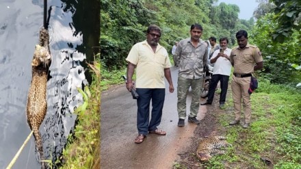 Leopard Fear Grows in Ratnagiri Konkan Region