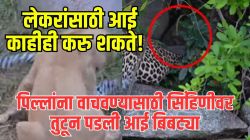 ‘शेवटी आई ती आईच…’, सिंहिणीच्या नजरेत होती पिल्लं, धाकड सिंहिणीसमोर चवताळली आई बिबट्या, अंगावर काटा आणणारा VIDEO