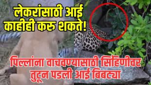 Leopard Mother vs Lioness Fight