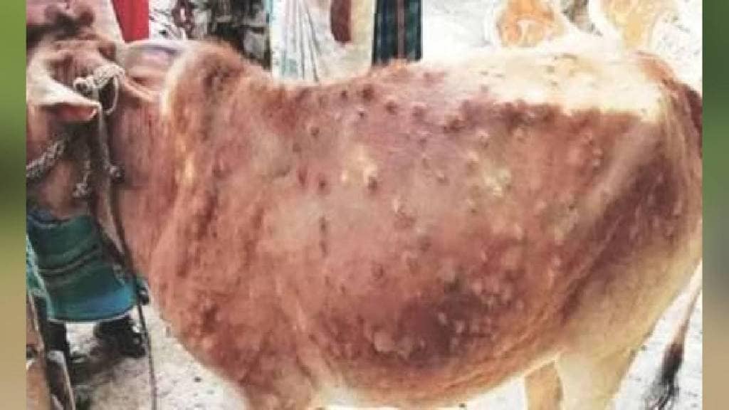 Lumpy disease outbreak increases in Ahilyanagar district