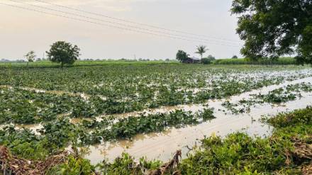 Heavy rains in September caused damage to 1.5 lakh hectares of agriculture