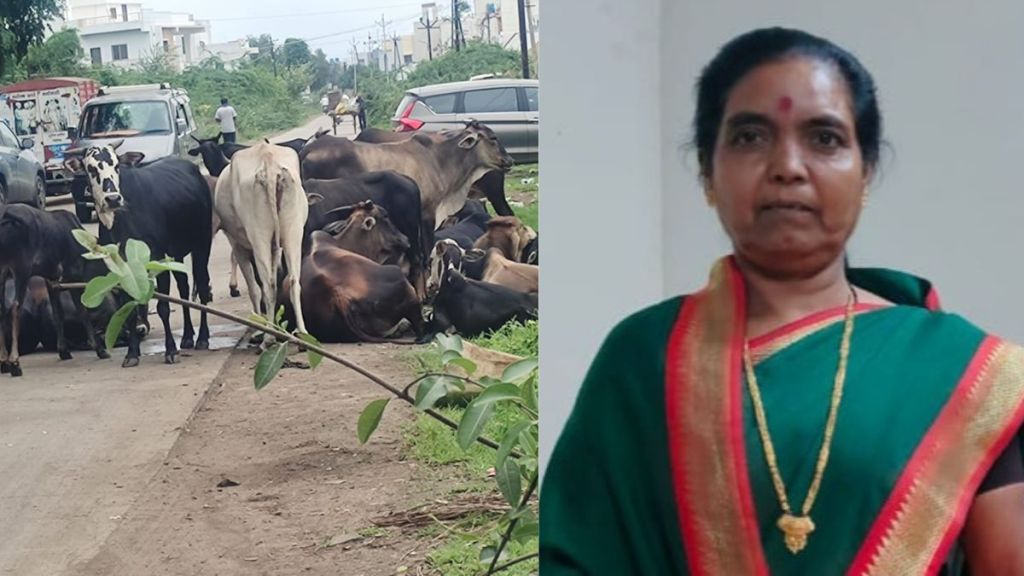 Malegaon woman dies after stray cow attack citizens demand urgent animal control measures Malegaon woman dies after stray cow attack citizens demand urgent animal control measures
