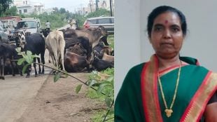 Malegaon woman dies after stray cow attack citizens demand urgent animal control measures