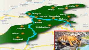More than 100 tigers in Melghat Tiger Reserve