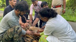 दोन दिवसांच्या मोहिमेनंतर हरणाची सुखरूप सुटका…