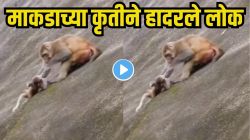 बापरे, तुमचा विश्वास बसणार नाही! माकडानं आपल्या पिल्लाला डोंगरटोकावर नेऊन काय केलं पाहा, Video पाहून घाबरले सगळेच