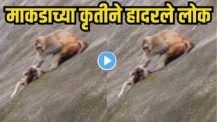 Monkey pushes baby off cliff