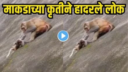 Monkey pushes baby off cliff