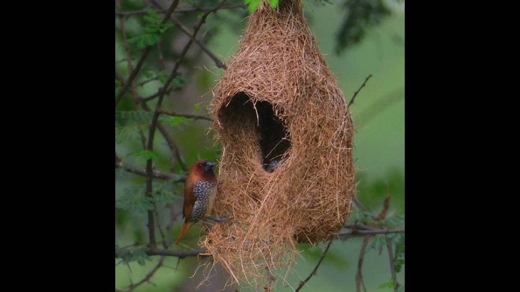 munia bird occupy weaver bird nest munia bird occupy weaver bird nest