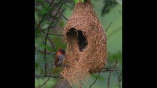 munia bird occupy weaver bird nest