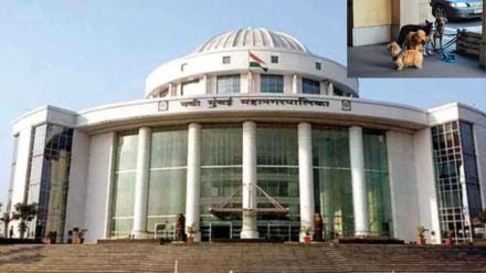 Navi Mumbai Municipality enforces strict rules control aggressive stray dogs