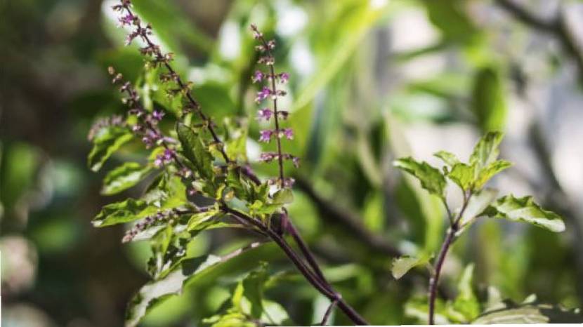 herbal teas good for kidney health