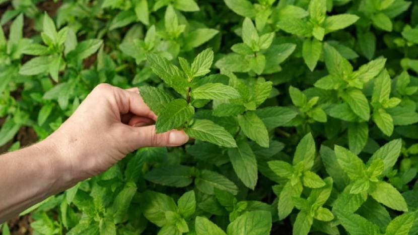 herbal teas good for kidney health