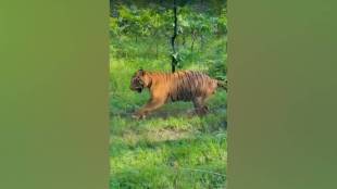 Chhota Matka tiger injury, Tadoba tiger fracture, Tadoba veterinary care, tiger leg fracture treatment,