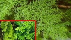 निसर्गलिपी : पानांची बाग