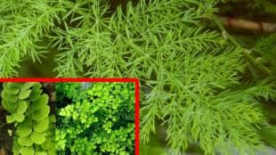 foliage garden ideas, low maintenance plants, indoor leaf plants, Monstera care tips, Croton plant care, urban gardening, easy indoor plants, green home decor,