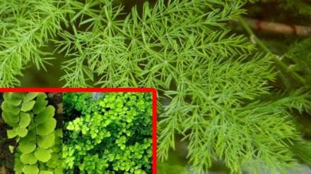 foliage garden ideas, low maintenance plants, indoor leaf plants, Monstera care tips, Croton plant care, urban gardening, easy indoor plants, green home decor,