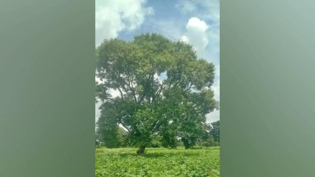 railway compensation case, Red sandalwood tree valuation, land acquisition Yavatmal, Mumbai High Court Nagpur bench railway order, tree compensation, Maharashtra land dispute, railway compensation refund, rare sandalwood tree price, railway land acquisition litigation,