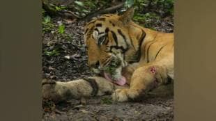 Tadoba tiger reserve tiger Chhota Matka