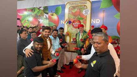 New Zealands premium Rouge apples enter India available at vashi APMC fruit market