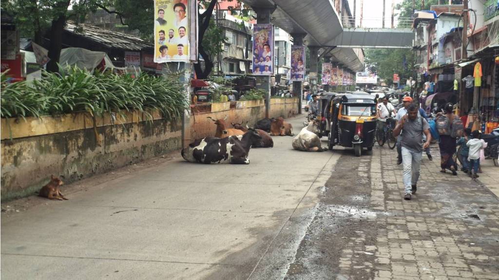 thane Stray animals on main roads raise accident fears troubling drivers in ambernath and badlapur