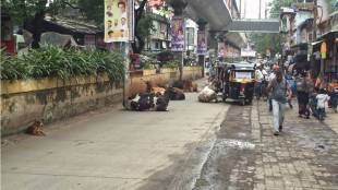 thane Stray animals on main roads raise accident fears troubling drivers in ambernath and badlapur