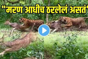Shocking video tiger suddenly attacked and hunted deer In 10 Seconds Video Goes Viral