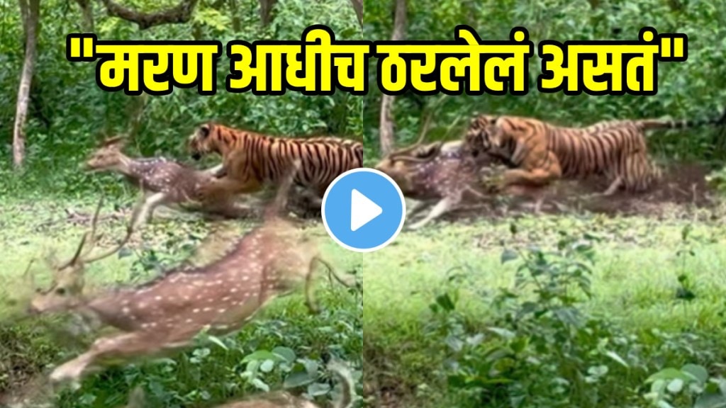 Shocking video tiger suddenly attacked and hunted deer In 10 Seconds Video Goes Viral