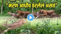 “मरण आधीच ठरलेलं असतं” वाघाच्या तावडीतून सुटण्यासाठी हरणाने उडी मारली पण…; अवघ्या १० सेकंदातच संपला खेळ, VIDEO व्हायरल