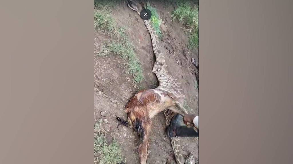 video made of python being killed stomach ripped open and goat being pulled out