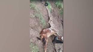 video made of python being killed stomach ripped open and goat being pulled out