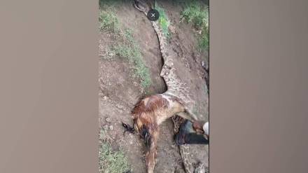 video made of python being killed stomach ripped open and goat being pulled out
