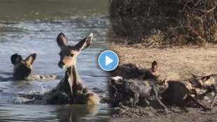 wild dog attacks on poor antelope