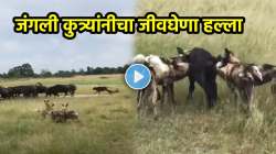 ‘म्हशींच्या कळपात एकीचे बळच नाही…’, जंगली कुत्र्यांनी केला जीवघेणा हल्ला; पण सगळे पाहातच राहिले, VIDEO पाहून नेटकरी म्हणाले, “म्हशींचा कळप नातेवाईकांसारखा…”