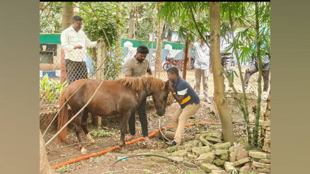 Sangli Municipal corporation launched stray animal drive